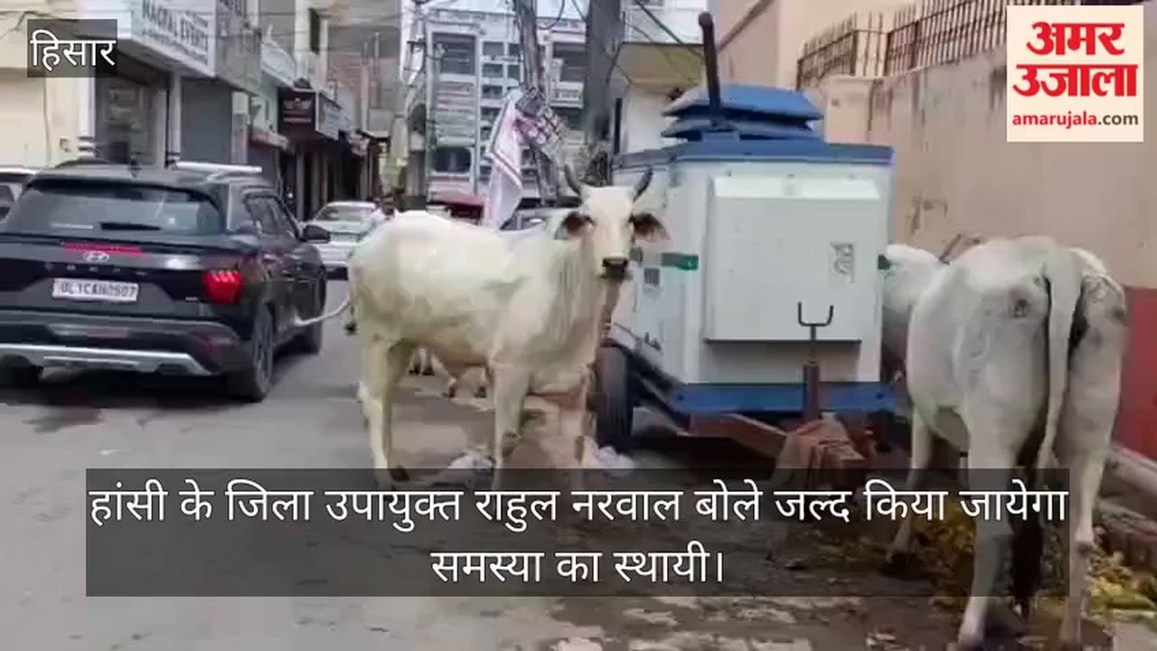 Menace of stray animals in Hansi; situation unchanged despite spending lakhs.
