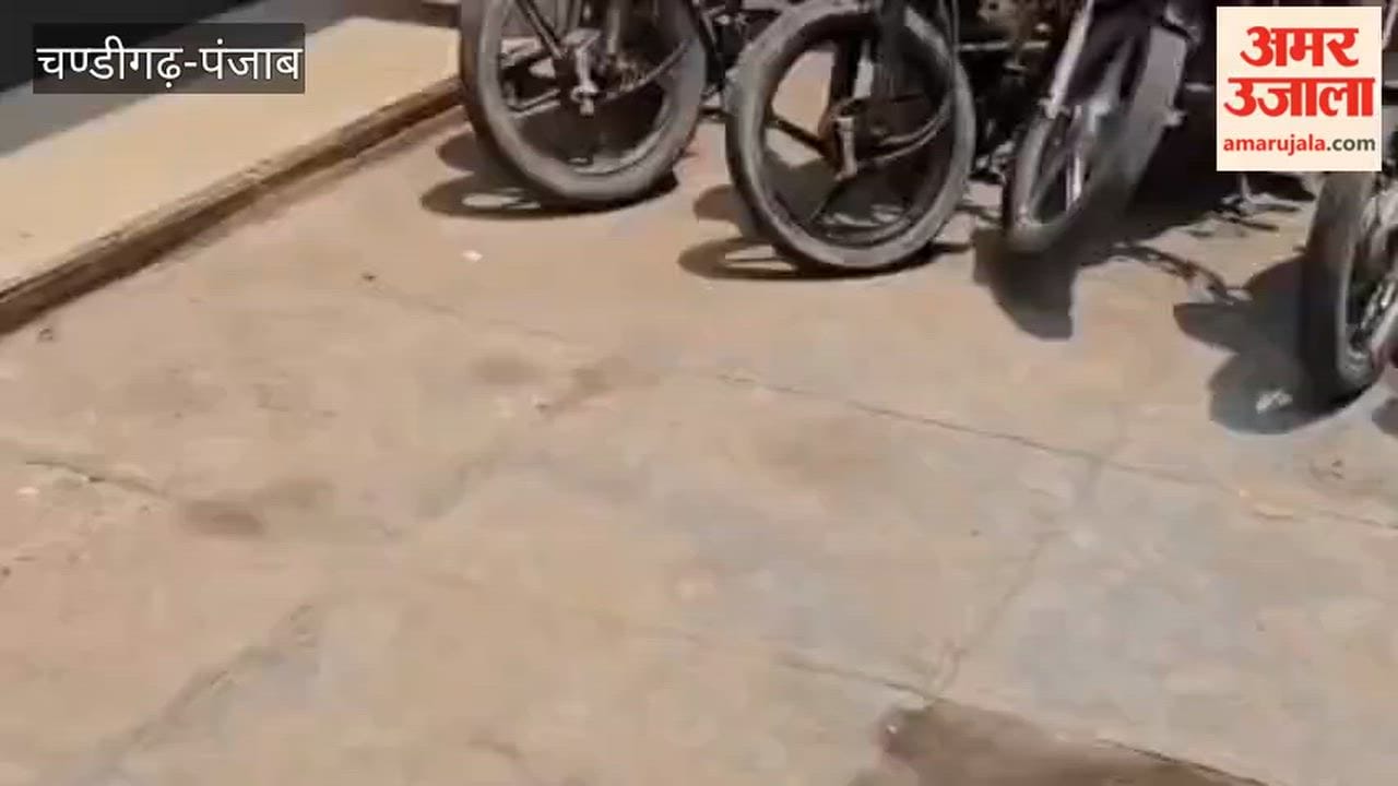 Major crackdown by Ferozepur Police: four members of a bike theft and mobile snatching gang arrested; 12 bikes and 7 mobile phones recovered