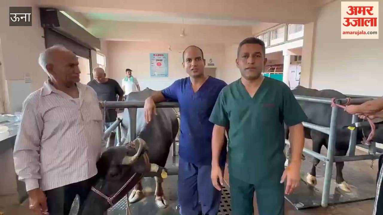 Una Buffalo gets new life at Laldi veterinary hospital, 32 sharp iron nails removed from its stomach