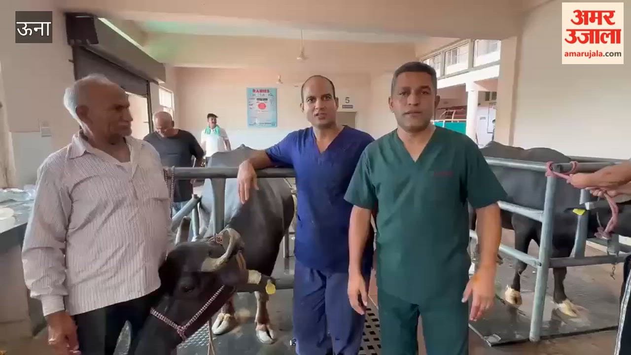 Una Buffalo gets new life at Laldi veterinary hospital, 32 sharp iron nails removed from its stomach