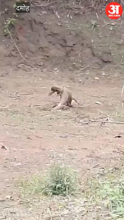 two-monitor-lizards-fight-in-hatta-goes-viral