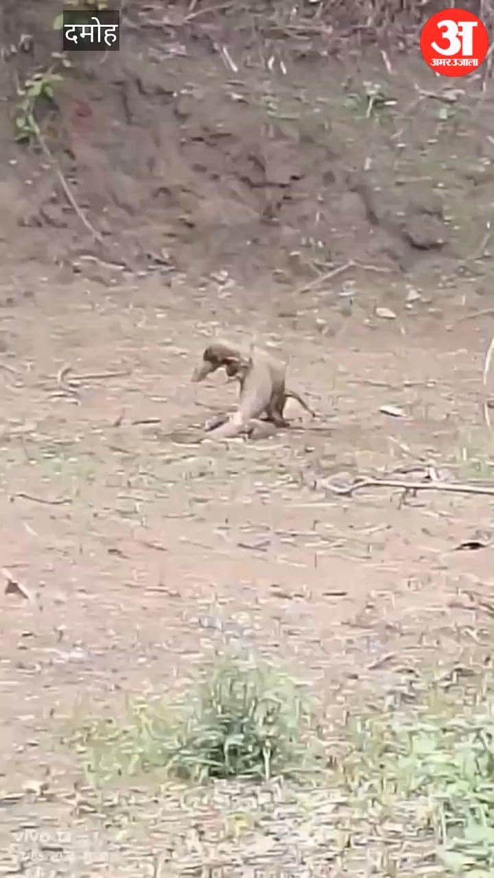 two-monitor-lizards-fight-in-hatta-goes-viral
