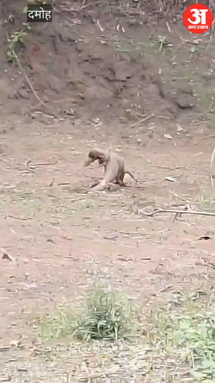 two-monitor-lizards-fight-in-hatta-goes-viral