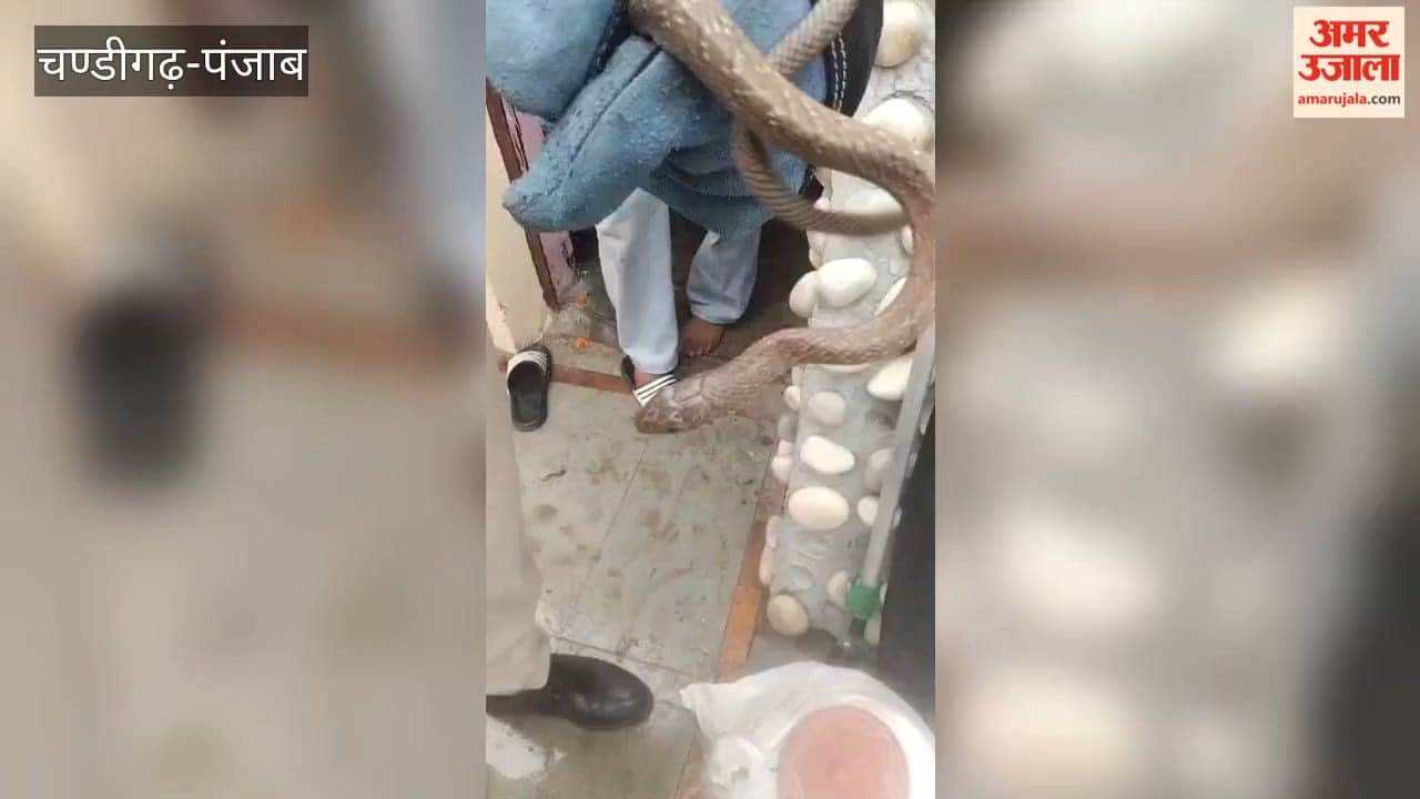 Snake enters a shop at Panjab University; safely rescued and released into the forest