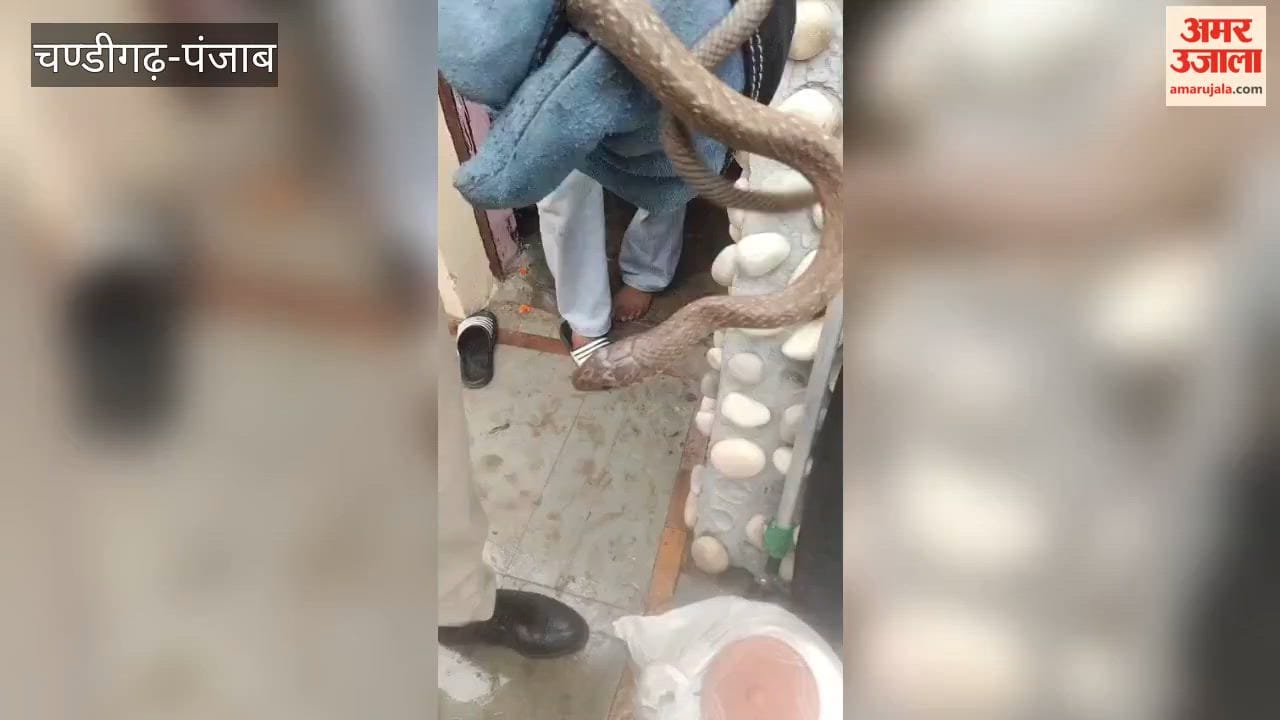Snake enters a shop at Panjab University; safely rescued and released into the forest