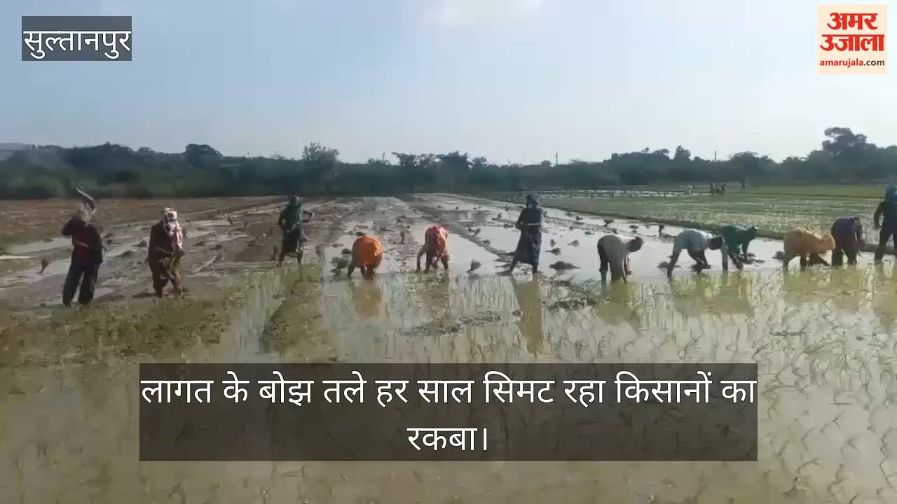 सुल्तानपुर:महंगी पड़ रही धान की खेती, लागत के बोझ तले हर साल सिमट रहा किसानों का रकबा
