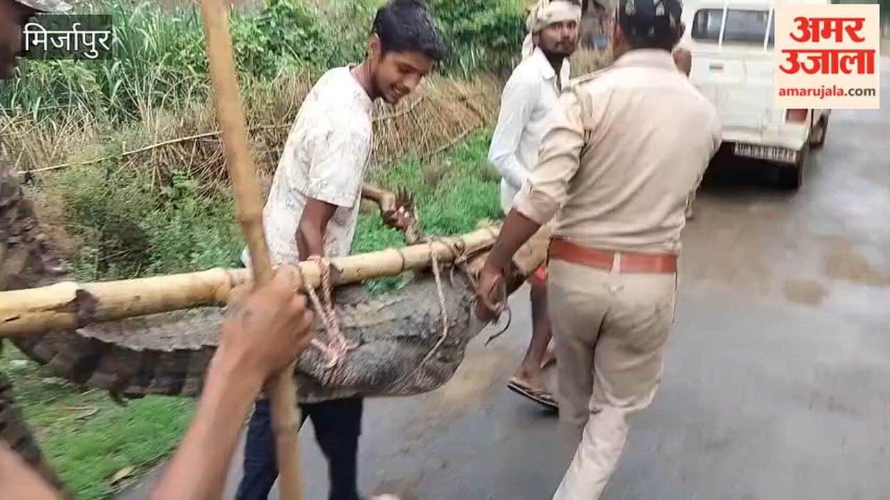 Seven-foot crocodile enters house; released into Meja Reservoir