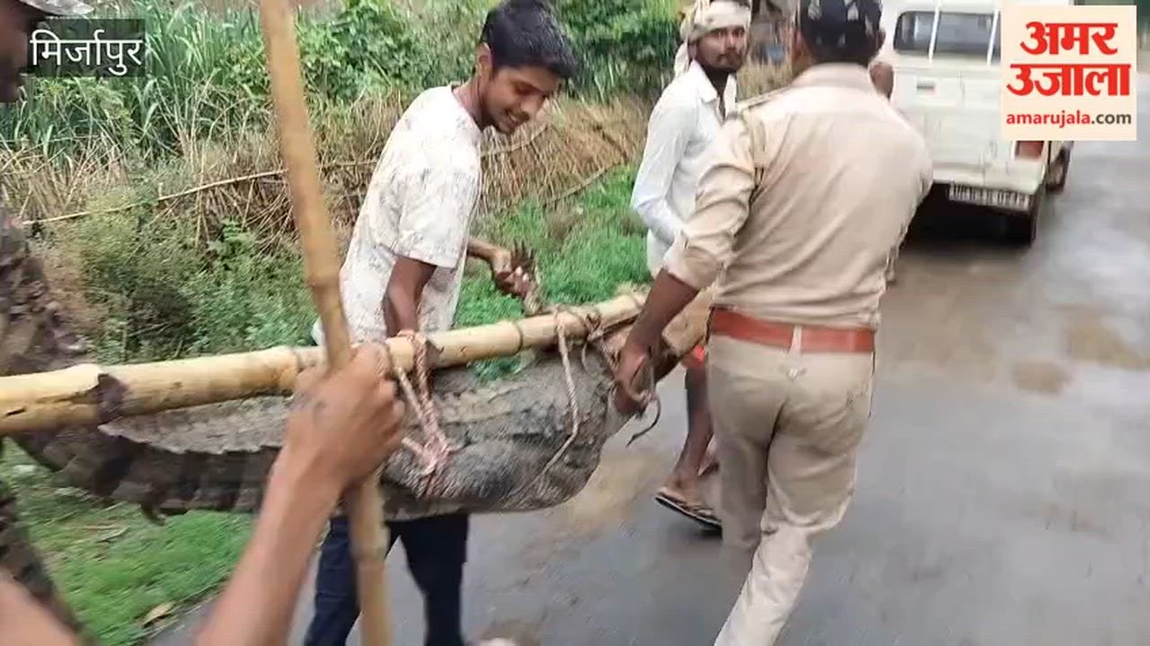 Seven-foot crocodile enters house; released into Meja Reservoir