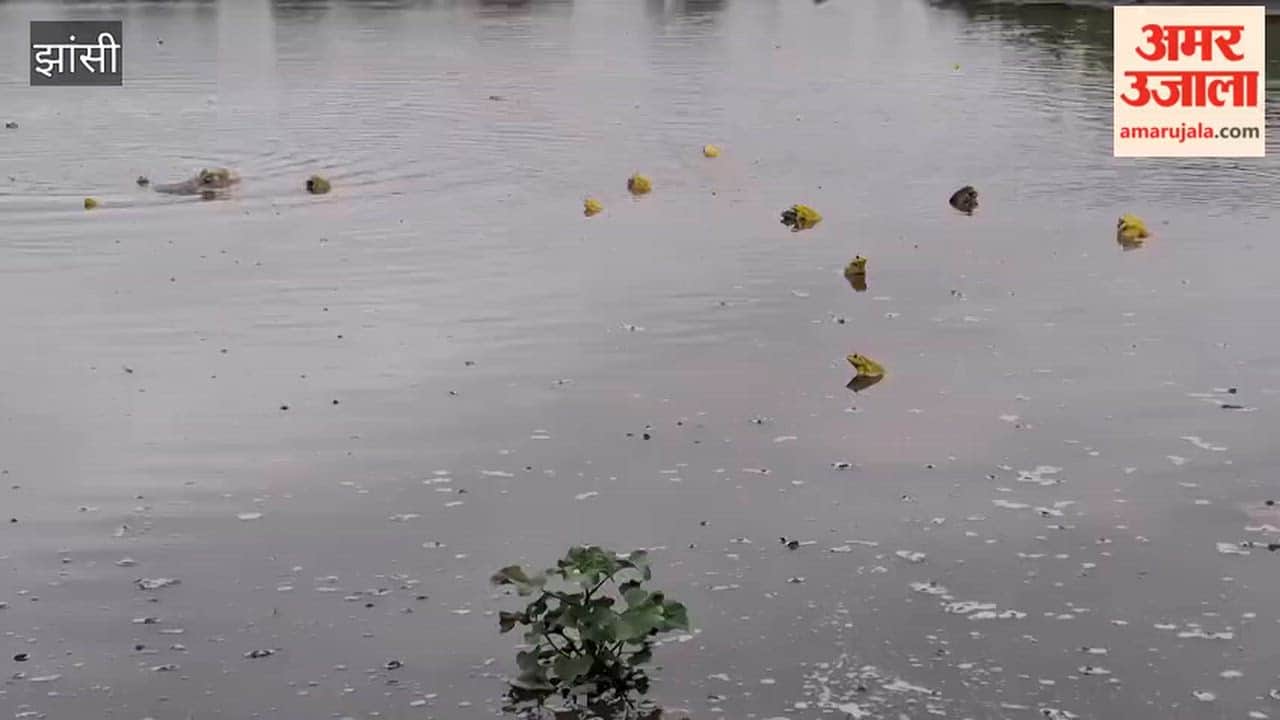 Following the rains, the collective croaking of yellow frogs began to echo in Raksa, becoming an attraction for nature lovers.
