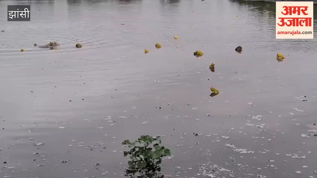 Following the rains, the collective croaking of yellow frogs began to echo in Raksa, becoming an attraction for nature lovers.