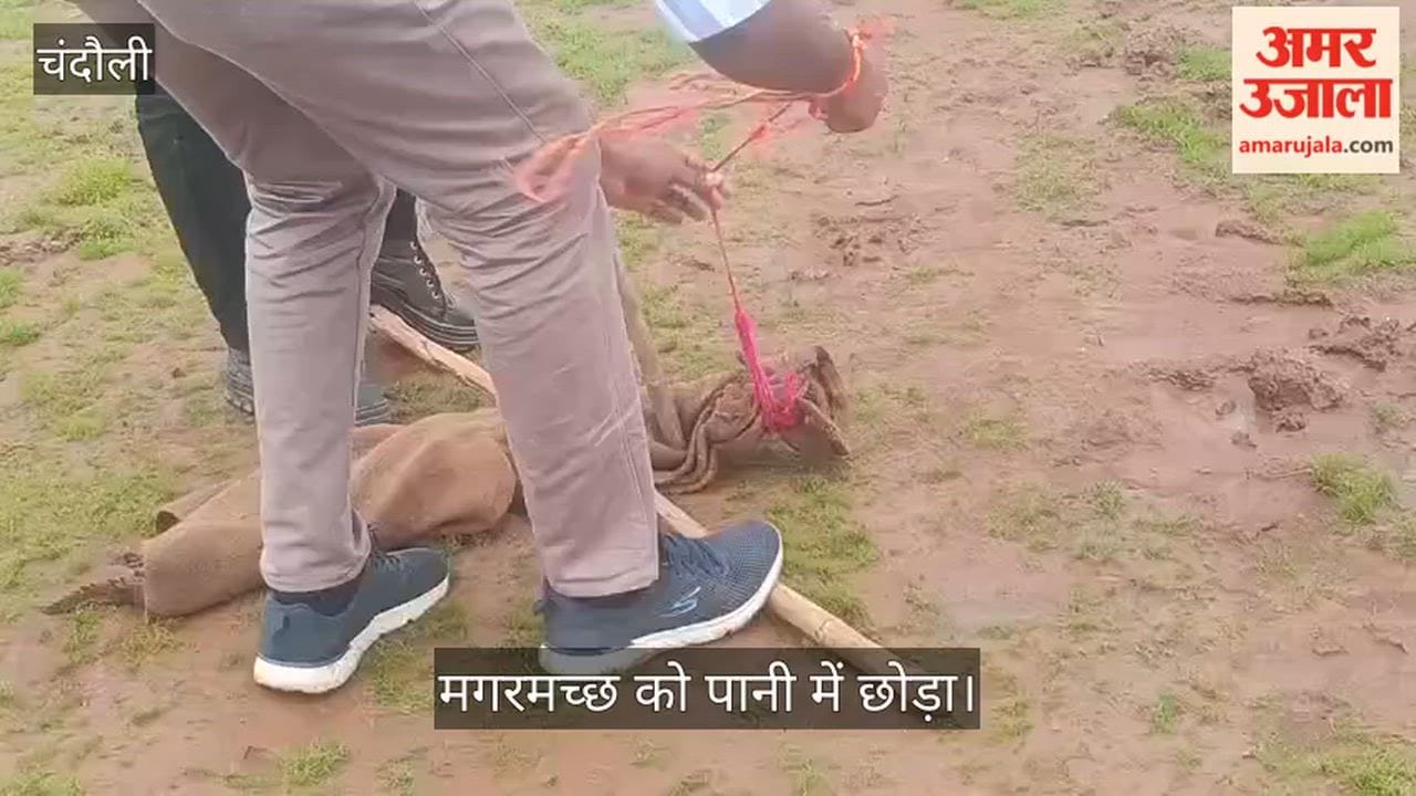 Crocodile causes panic in Basauli village; Forest Department carries out safe rescue