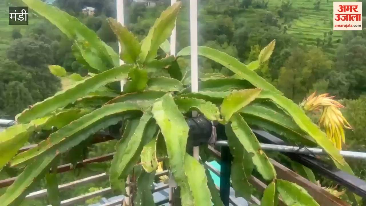 mandi ex serviceman dragon fruit farming success story bani village