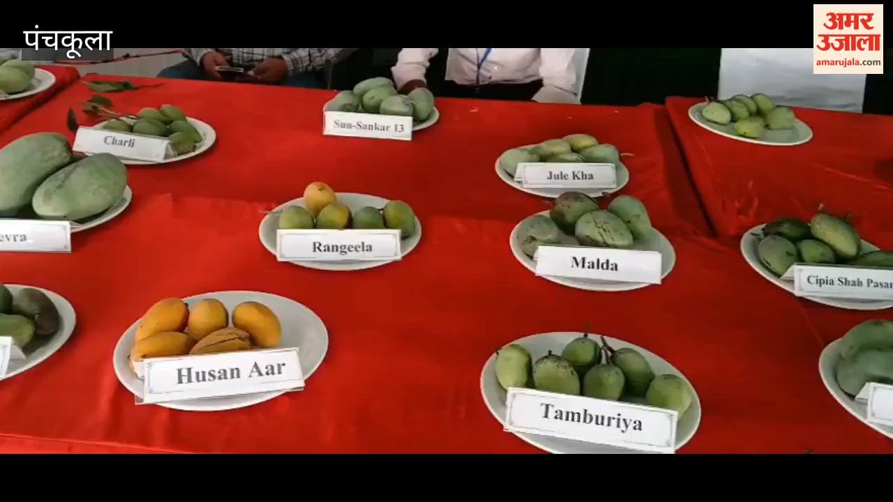 The 33rd Mango Fair begins in Pinjore today; a vibrant three-day celebration of mangoes awaits.