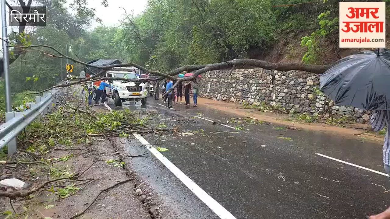 Sirmaur Rain A tree fell near the Markanda River, causing a traffic jam on the Nahan-Paonta NH, and traffic was restored after half an hour