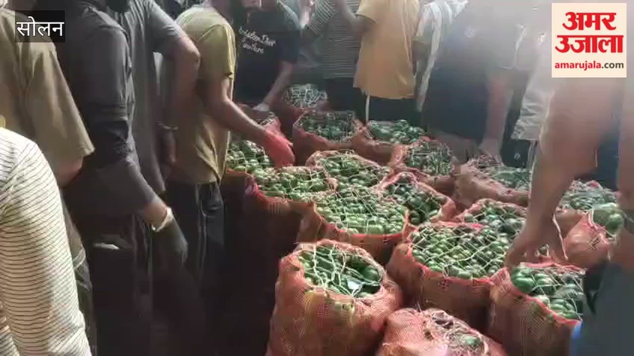 solan vegetable market shimla capsicum price falls from 70 to 15 rupees per kg