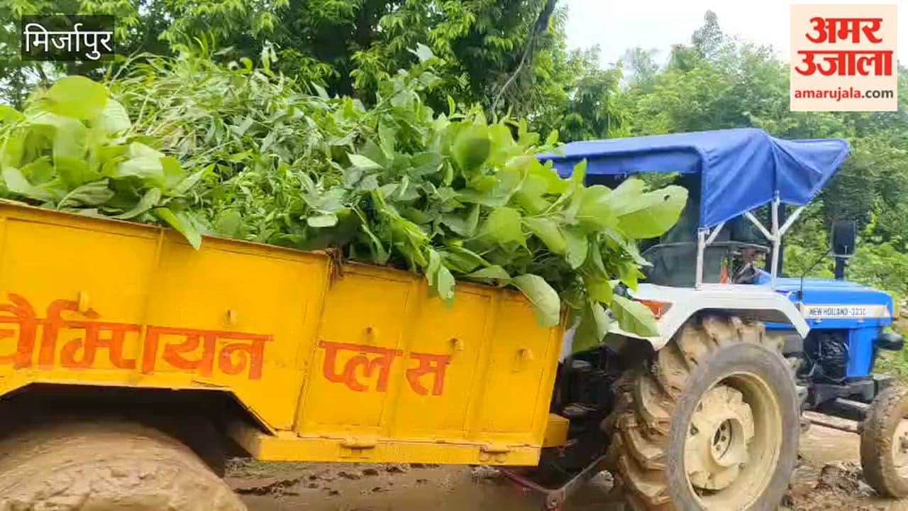 Massive tree-planting drive today departments busy transporting saplings