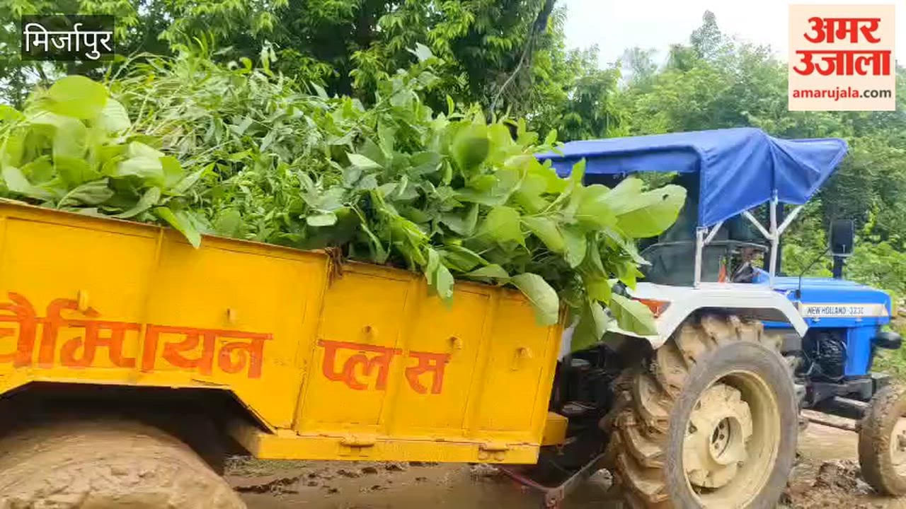 Massive tree-planting drive today departments busy transporting saplings