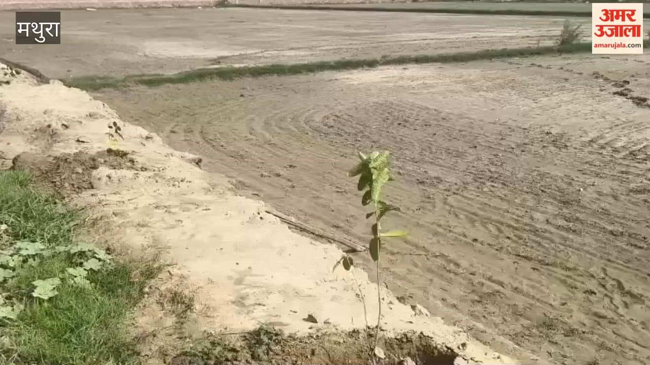 Tree plantation will be carried out on Nandgaon-Brijwari road