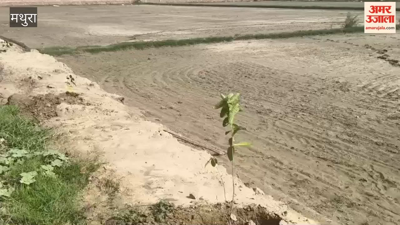Tree plantation will be carried out on Nandgaon-Brijwari road