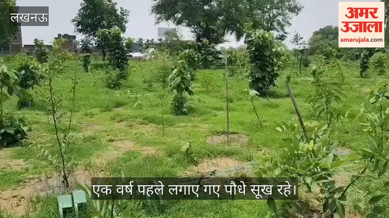 VIDEO: एक वर्ष पहले लगाए गए पौधे सूख रहे, अब उनकी जगह लगाए जा रहे दूसरे पौधे