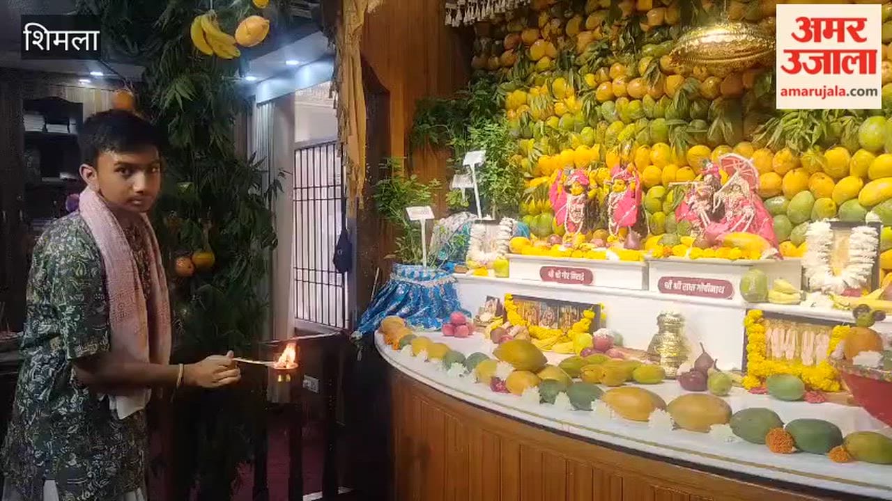 shimla iskcon temple mango festival radha gopinath 250 kg mangoes