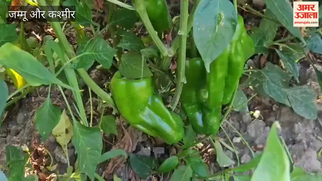 Cucumber farming transforms Vanigund's fortunes