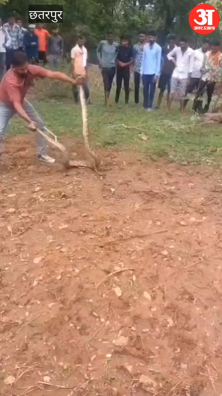 Panic in Chhatarpur Putri Kheda village after a 15-foot python was spotted a snake rescuer safely captured it