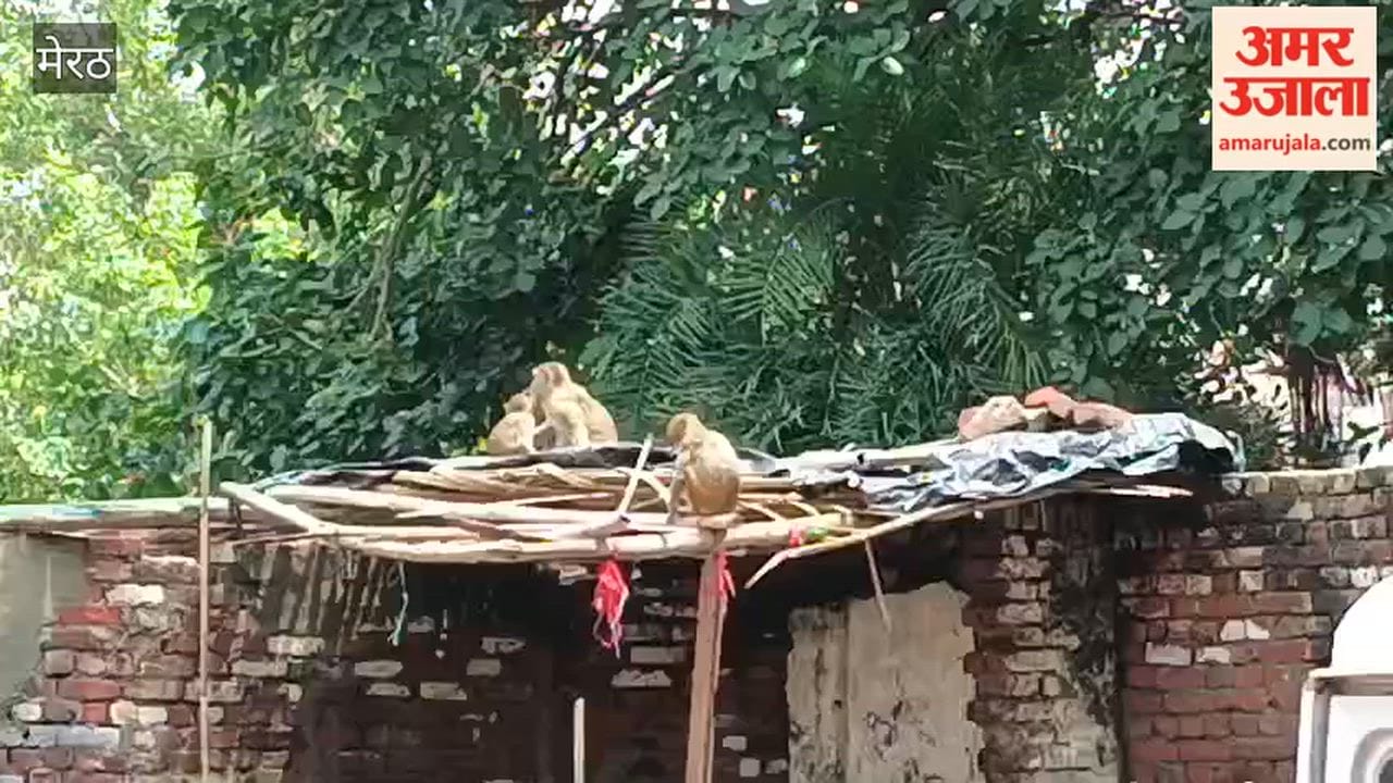 Meerut: Monkey Menace in Kishanpura, Residents Demand Action
