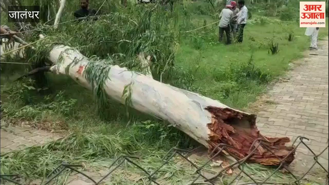 Tree falls on high-voltage wires amidst rain in Jalandhar; wires drop onto the road, major accident averted.