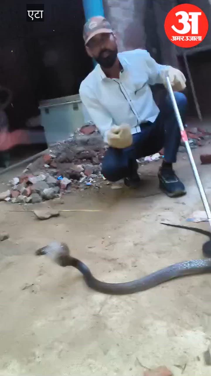 VIDEO: छह फीट के कोबरा से जंग, सर्प मित्र की बहादुरी का वीडियो वायरल