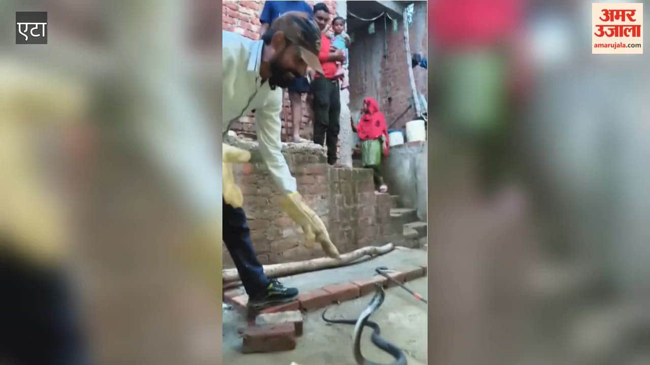 Bitten Thrice by King Cobra, Rescuer Still Captures Six-Foot Venomous Snake