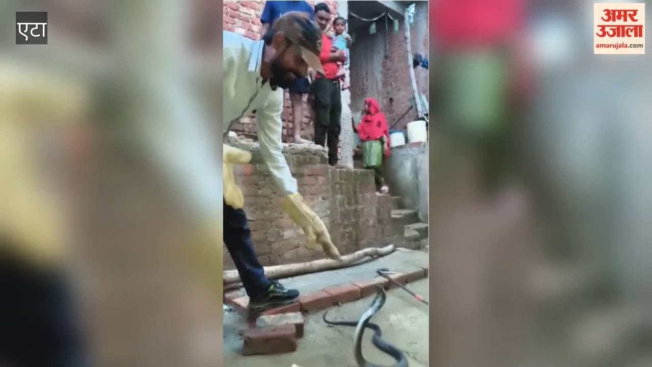 Bitten Thrice by King Cobra, Rescuer Still Captures Six-Foot Venomous Snake