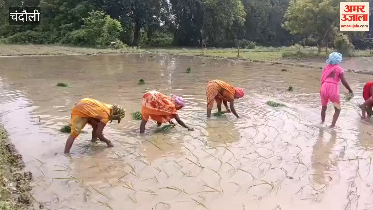 Rain brings life to fields farmers busy with transplantation