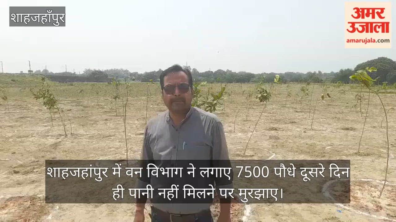 VIDEO: Forest Department plants 7500 saplings in Shahjahanpur they wilted by the very next day due to a lack of water