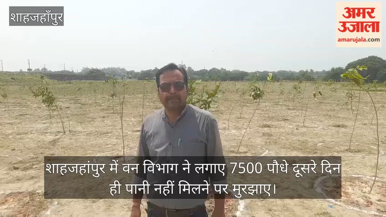 VIDEO: Forest Department plants 7500 saplings in Shahjahanpur they wilted by the very next day due to a lack of water