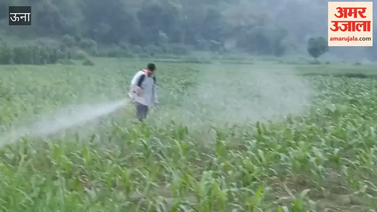 una jol maize crop fall armyworm attack farmers worried