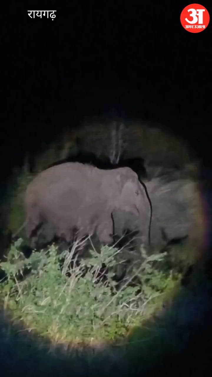elephant destroyed 9 houses and damaged the crops of 10 farmers in Raigarh video
