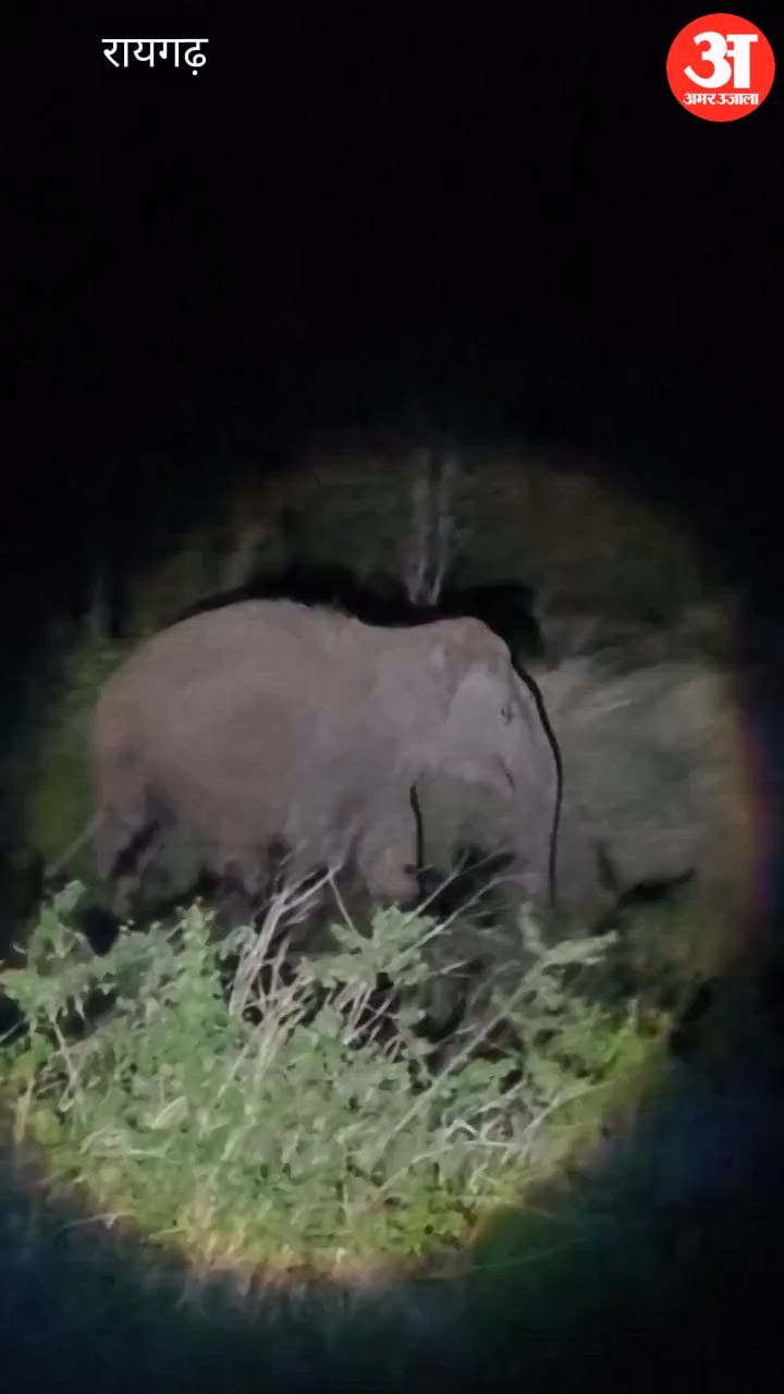 elephant destroyed 9 houses and damaged the crops of 10 farmers in Raigarh video