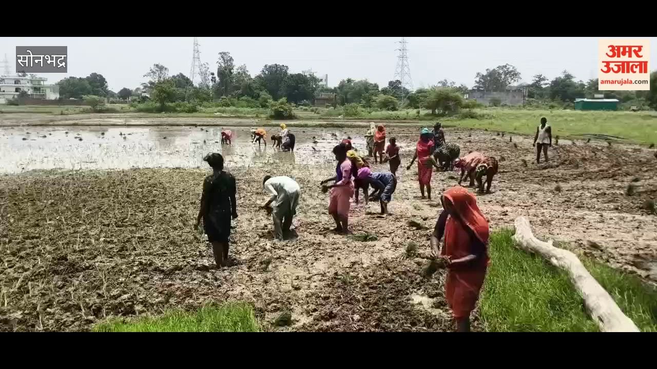 Farmers forced to transplant paddy using borewells awaiting good rainfall