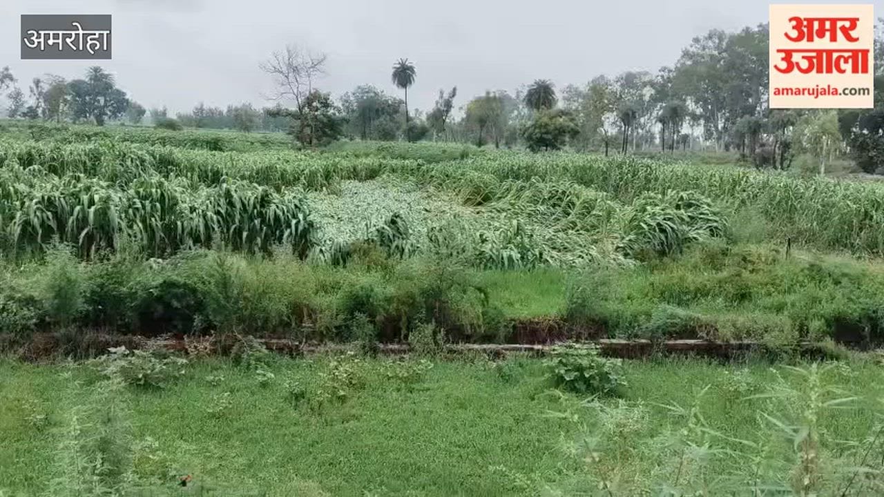 Fodder crop flattened by strong winds