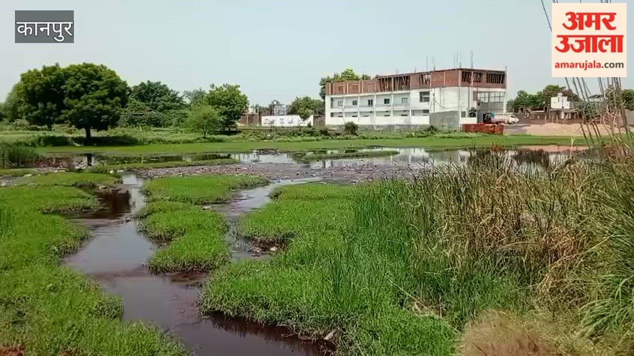 Kanpur: Toxic Pond in Bhawanipur Claims Lives of Animals; Groundwater Contaminated