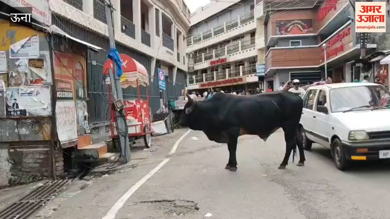 chintpurni stray cattle demand to shift gaushala before sawan fair