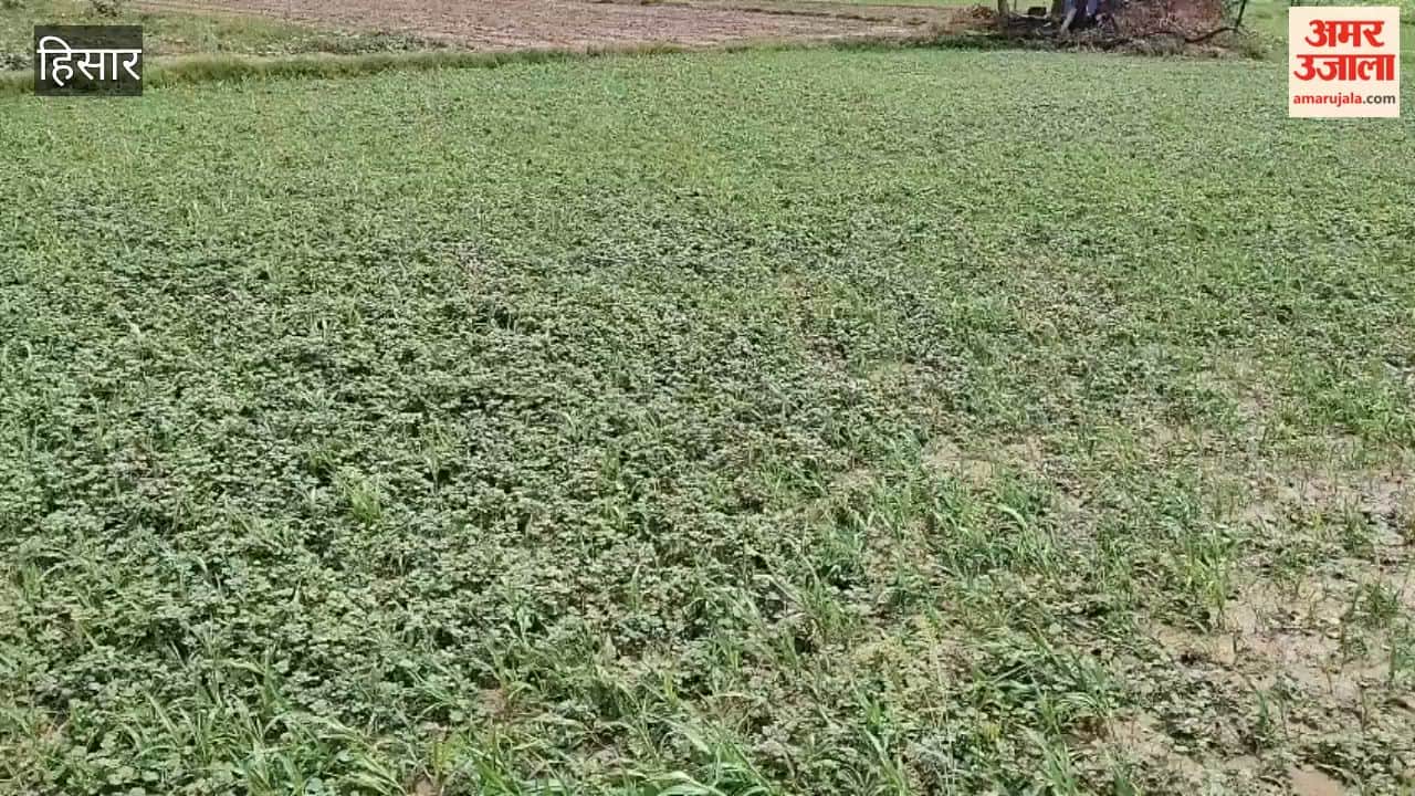 Rain brings smiles to farmers' faces in Hansi; however, continuous rainfall could damage crops.