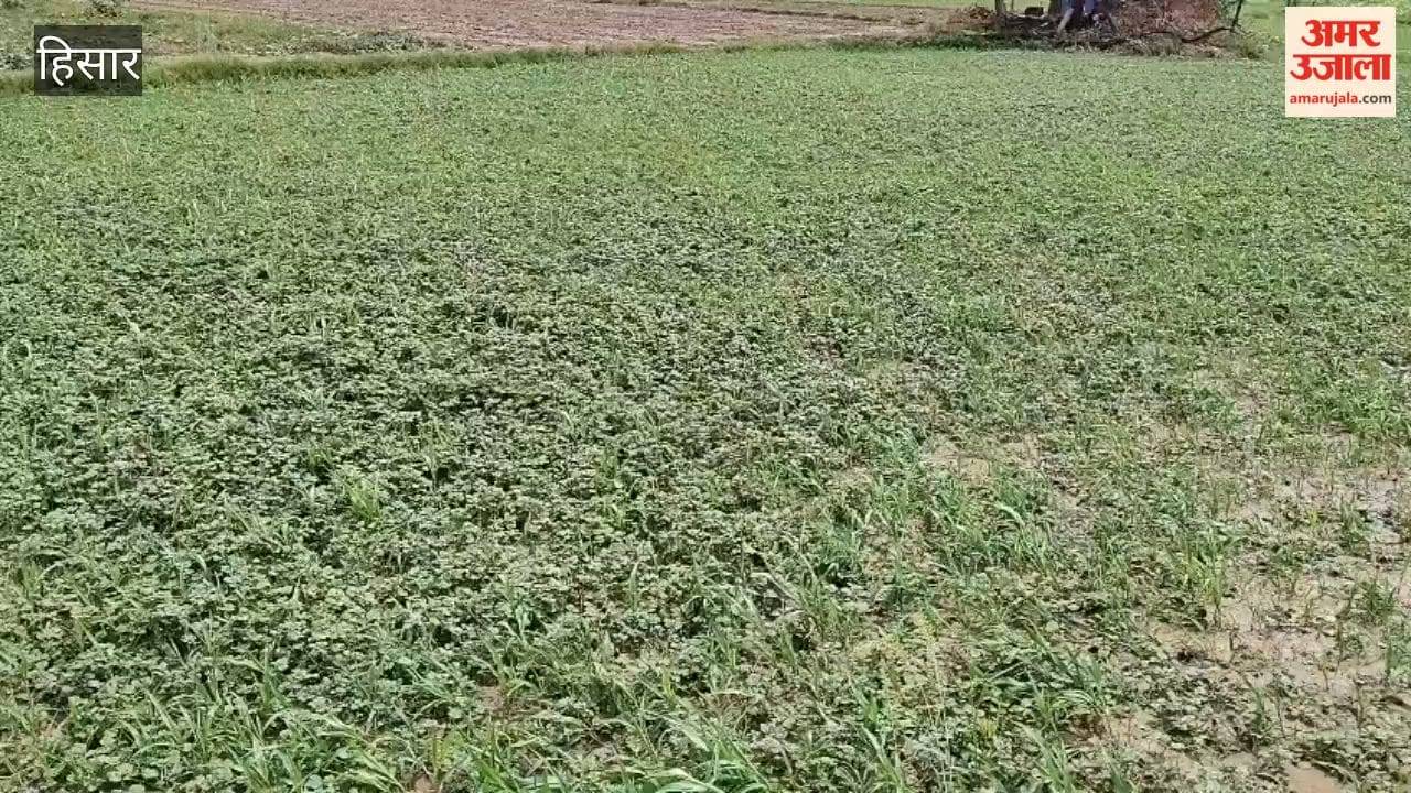 Rain brings smiles to farmers' faces in Hansi; however, continuous rainfall could damage crops.