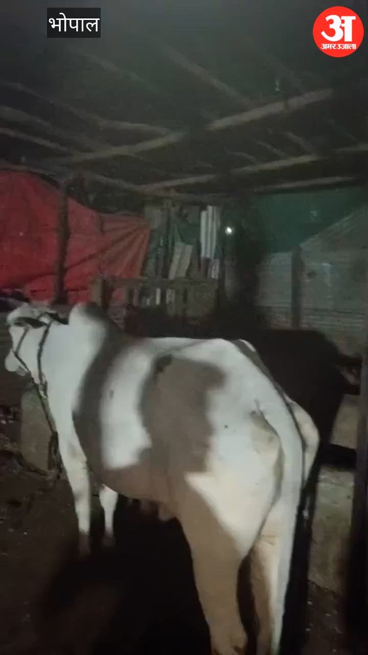 Illegal slaughterhouse being run under the guise of a dairy; main accused arrested along with