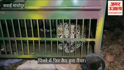 Sawai Madhopur News: Forest Department Captures Third Leopard in Two Days Near Ranthambore Village