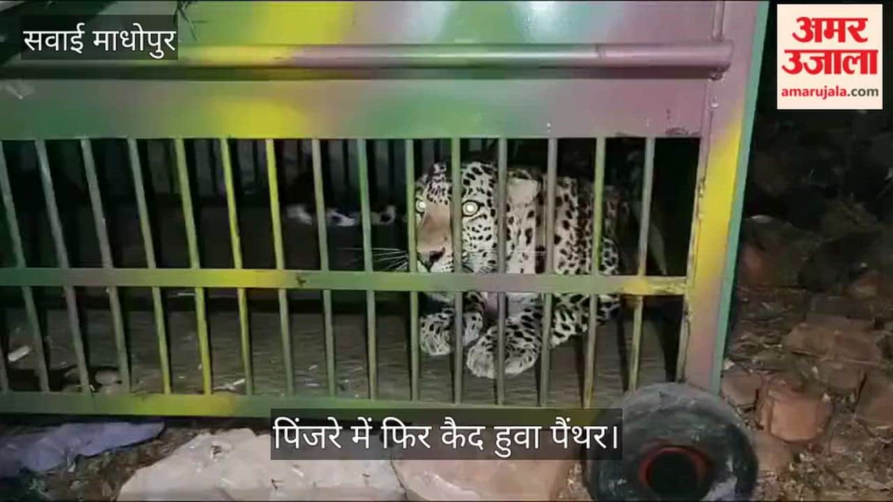 Sawai Madhopur News: Forest Department Captures Third Leopard in Two Days Near Ranthambore Village