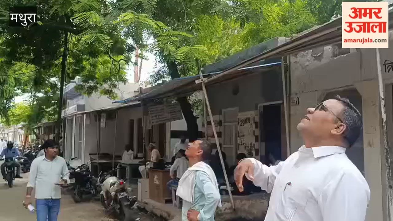 Monkey climbs tree with  bag full of currency notes in Chhata tehsil in mathura