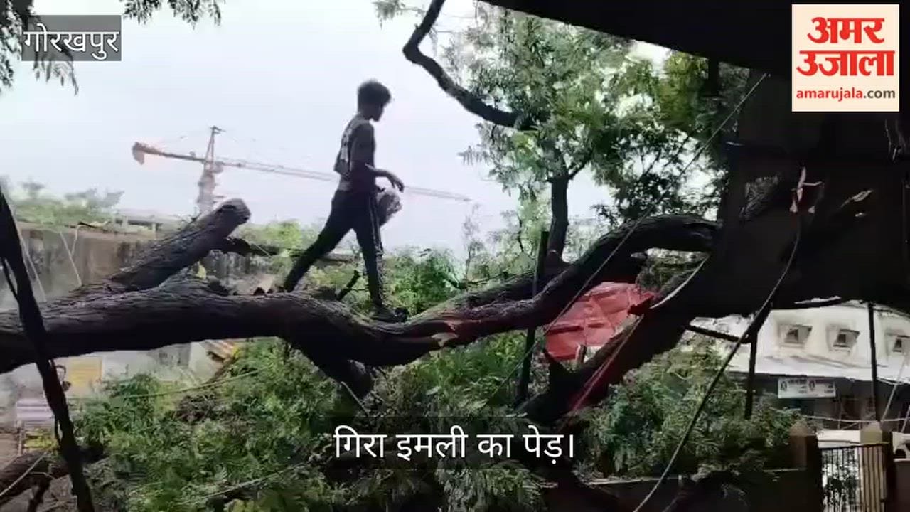Tamarind tree falls in Collectorate complex, causing panic; major accident averted.