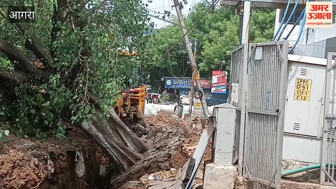 Forest Department Files FIR After 100-Year-Old Tree Falls
